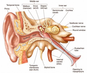 anatomy-of-the-outer-ear-diagram-113