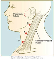 Congenital Lesions- Excision of Head and Neck Congenital Lesions - MPENTA